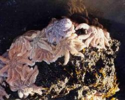 Starfish on Ngarunui beach 120801BeachWalk