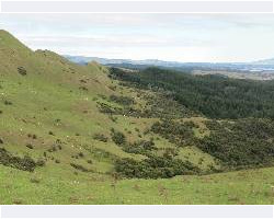 Pongawhakatika 121205Pongawhakatika