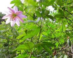 Flower of the banana passion vine - seen on the Kaitoke walkway in March 130313kaitoke