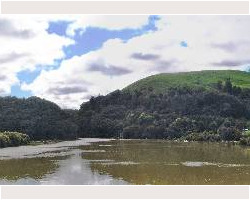Mangroves at Waingaro Landing 130814waingarolanding-jpg