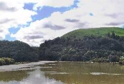 Mangroves at Waingaro Landing 130814waingarolanding-jpg