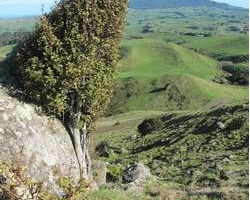 The Raglan Ramblers, Te Mata domain to Magic Mountain walk has views of Pirongia, Karioi, Aotea, Kawhia, Whaingaroa and this wind-swept mapou tree. 131030tematadomain