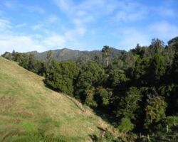 Te Hutewai Rd area towards Karioi. This is an area where Karioi’s bush has survived below the 200 metre contour. 131114tehutewairdarea