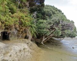 Shoreline of Aotea Harbour 140326aotea