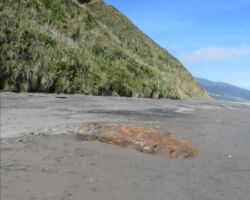 Elephant Rock on Ngarunui Beach 140409ngarunuibeach