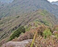 Karioi from Ruapuke Rd. Dwarf montane bush and great views 140605mtkarioifromruapukerd