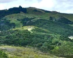 Phillips Rd area above Toperau 140703phillipsrd