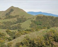Te Akatea-Pongawhakatiki. The pointed 309m hill behind Waingaro. 140911teakatea