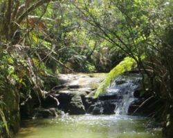 On the Te Akau Wharf Rd walk there is a tranquil creek and a couple of
waterfalls. 150115teakauwalk