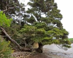 On the Peart's Finger walk, along the way look out for this totara tree with a long root 150219totaratree