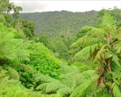 Makomako valley and bush on the 1900s partly formed road behind Aotea 150820makomako