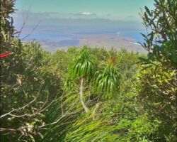 View from Mount Karioi 151001viewfromkarioi