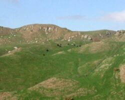 Limestone area on Te Akatea organic farm at Glen Massey 160204teakateaorganicfarm