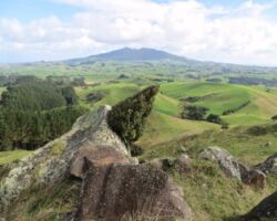 Wind-swept mapou tree near the summit of Magic Mountain 160324magicmountainwalk