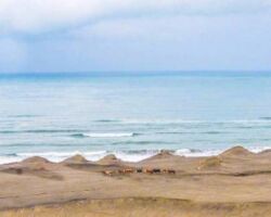 Sand dunes North of Raglan on the Tasman Sea coast 160428musselrock