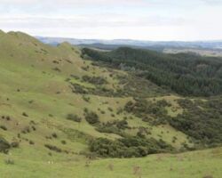 Te Akatea-Pongawhakatiki, the pointed 309m hill
behind Waingaro.