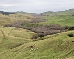 Toreparu area showing wetland.