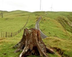 The walk to the wind farm from Van Houtte Rd runs along a ridge.