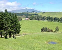 Te Mata countryside with Mount Karioi on horizon