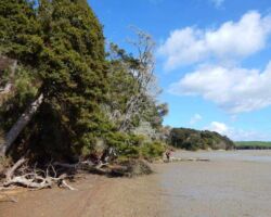 Beach on Peart's Finger