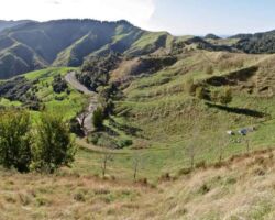 Hillary Hope Reserve, East of Raglan