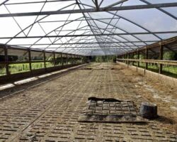 Waitetuna Organic Dairy Farm dry covered area