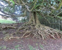 Puriri tree on Toreparu Farm