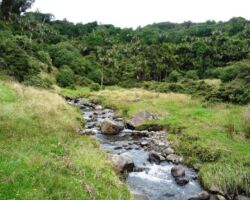 The Rekereke valley near Ruapuke has a rushing stream