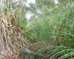 WW2 Raglan defences - pillbox near the Kokiri Centre