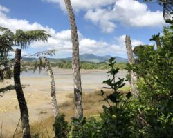 View from Kaitoke track