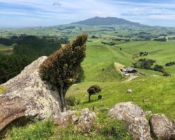 View of karioi from Te Mata to Magic Mountain walk