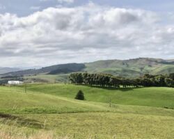 Te Mata Farm