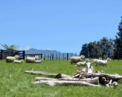 Te Mata farming scene with glimpse of mountain Te Mata farming scene with glimpse of mountain