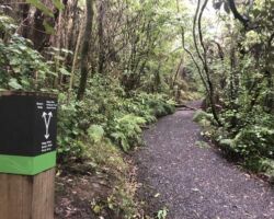 Path in Wainui Bush Park