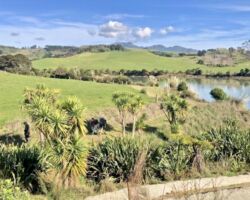 Views on Omahina Creek Walk