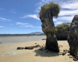 Limestone stack on shore of Aotea Harbour