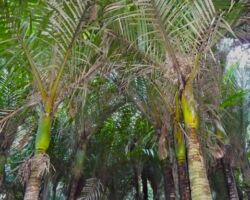 100507nikau